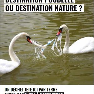 Affiche des cygnes - TEC